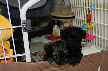 Red October Russian Tsvetnaya Bolonka Tyufeli and Kara-Kum