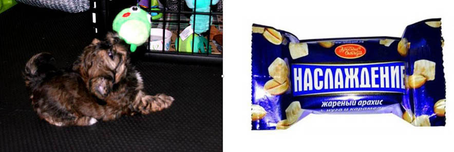 red october bolonkas puppy