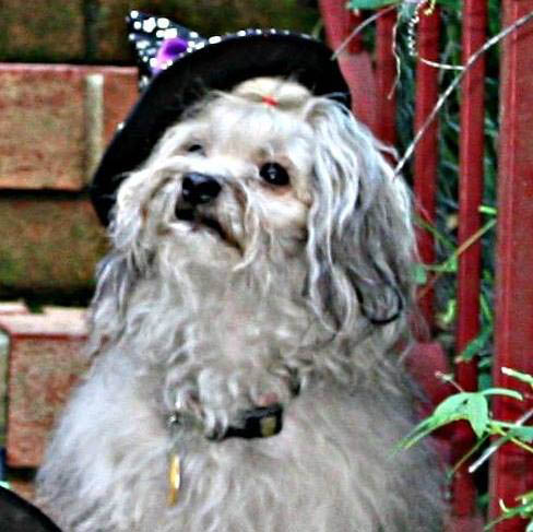 red october russian bolonka alenka north carolina