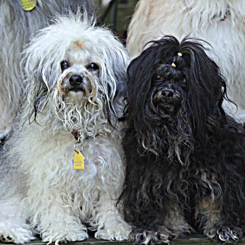 red october russian bolonka khloe north carolina