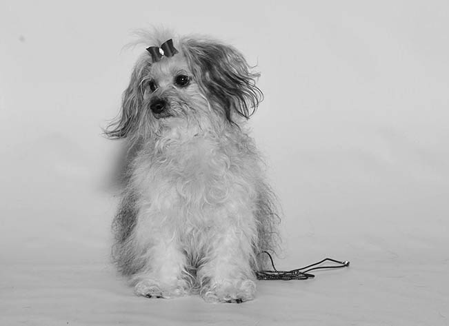 Red October Russian Bolonka alenka in north carolina