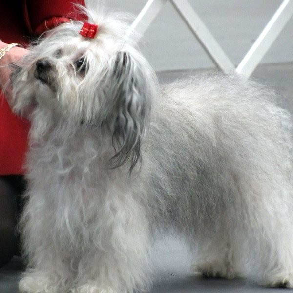 red october russian bolonka alenka north carolina