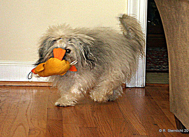 Red October Russian Bolonka alenka in north carolina