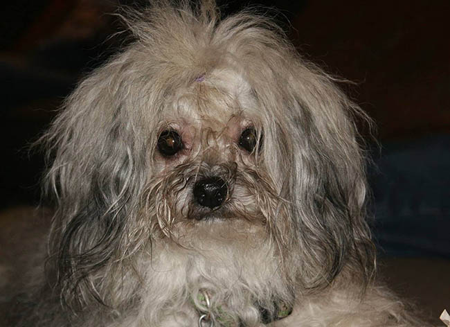 Red October Russian Bolonka alenka in north carolina