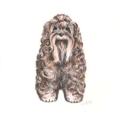 Russkaya Tsvetnaya Bolonka front view