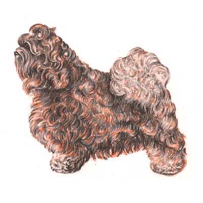 Russkaya Tsvetnaya Bolonka side view