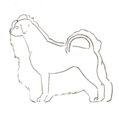 Russkaya Tsvetnaya Bolonka overall structure