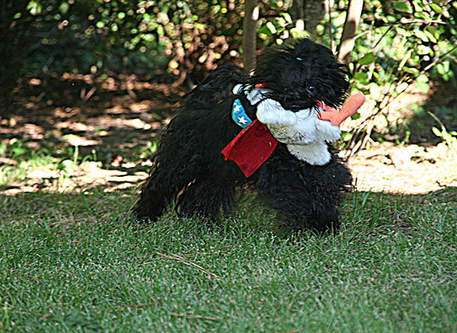 red october russian bolonka cooper in north carolina