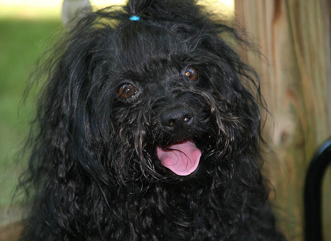 red october russian bolonka cooper in north carolina