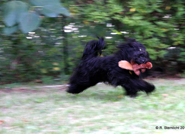 red october russian bolonka cooper in north carolina