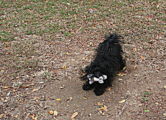 red october russian bolonka cooper in north carolina