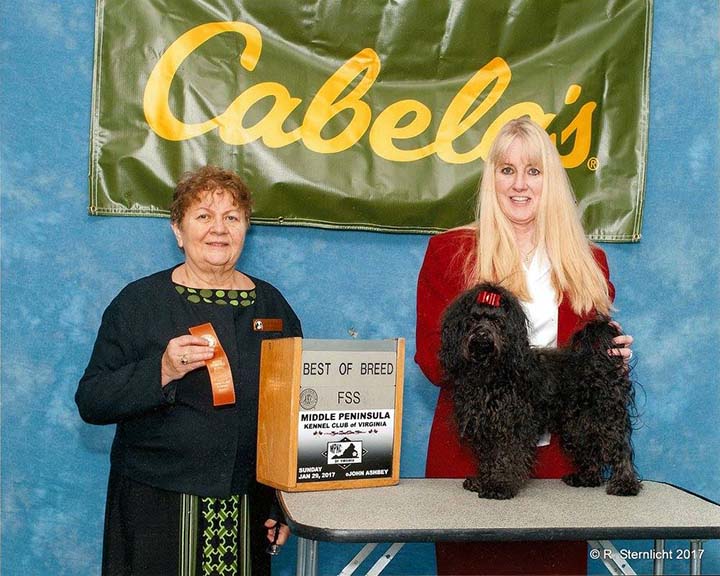 red october russian bolonka cooper in north carolina