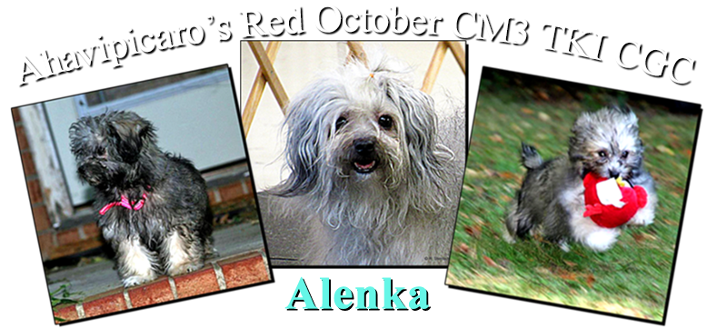 red october Russian Tsvetnaya Bolonka, elenka