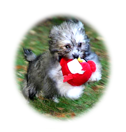 Ahavipicaro’s Red October CM3 TKI CGC, Elenka