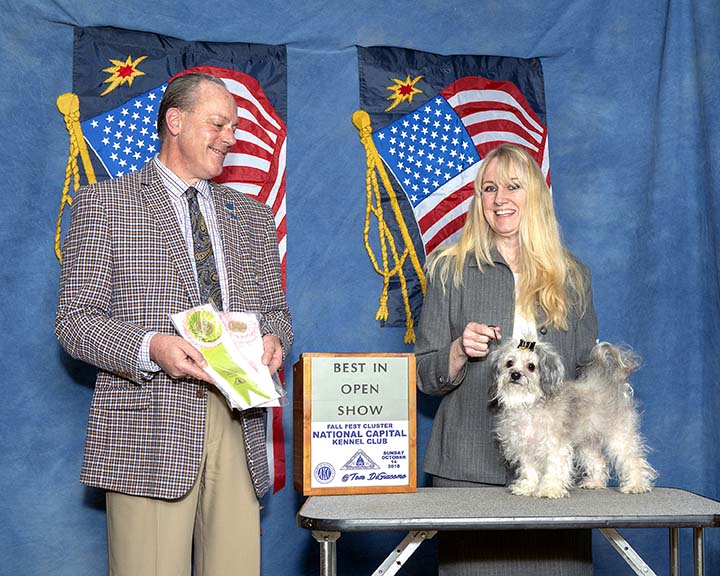 red october russian bolonka alenka in north carolina