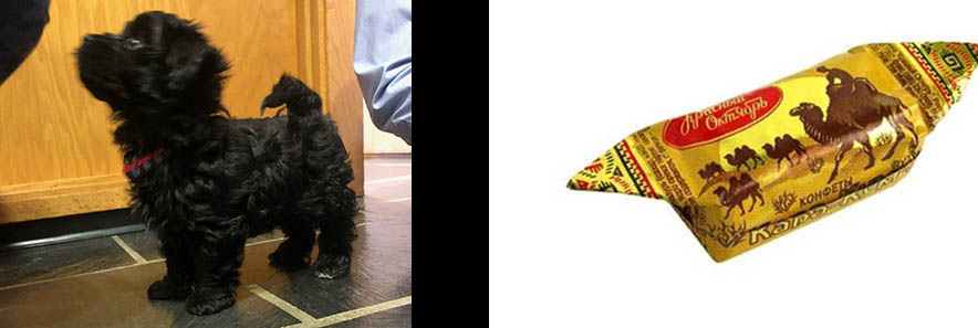 red october bolonkas puppy