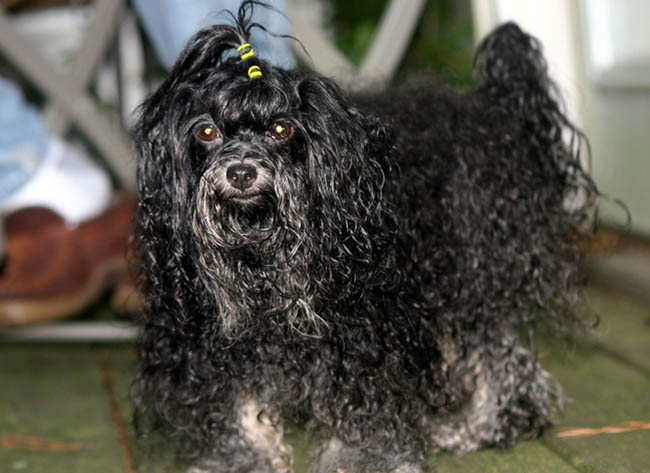 Red October Russian Bolonka khloe in north carolina