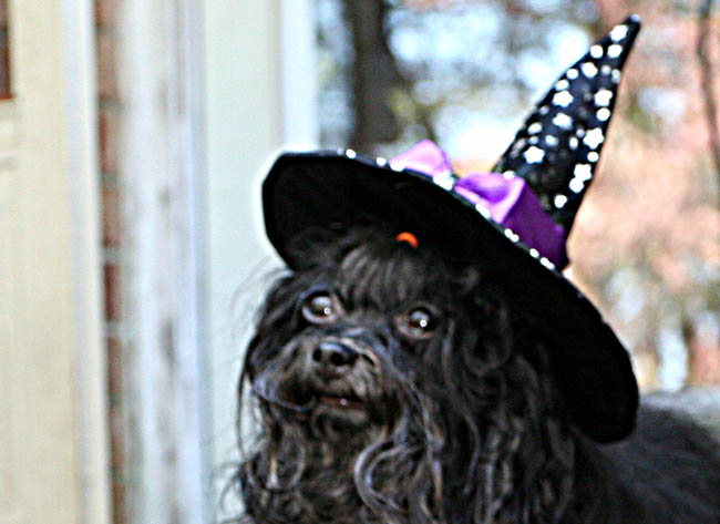 Red October Russian Bolonka khloe in north carolina