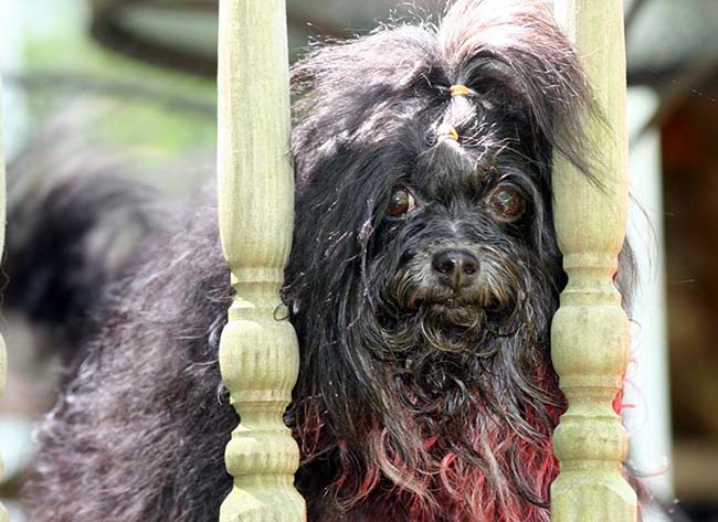 Red October Russian Bolonka khloe in north carolina