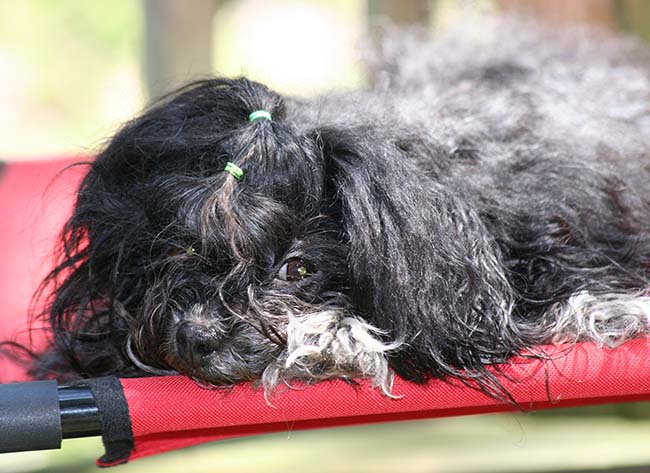 Red October Russian Bolonka khloe in north carolina