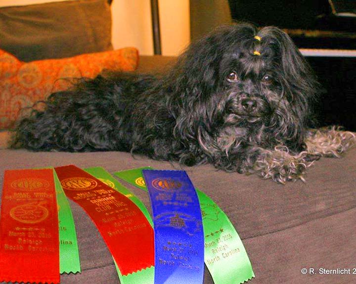 Red October Russian Bolonka khloe in north carolina