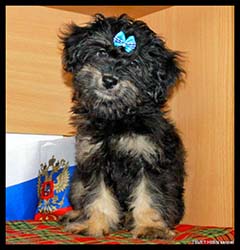 Red October Russian Tsvetnaya Bolonkas puppies in north carolina