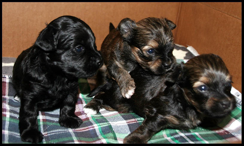 red october bolonka litter