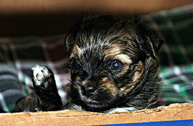 Red October Russian Tsvetnaya Bolonka Naslazhdenie