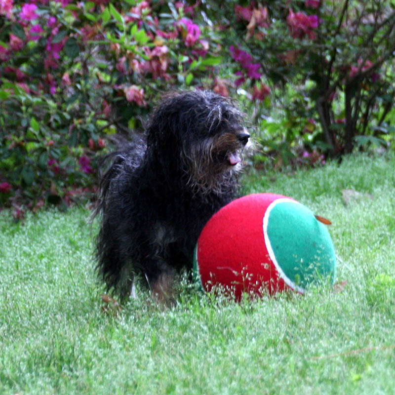 red october russian bolonka alenka north carolina