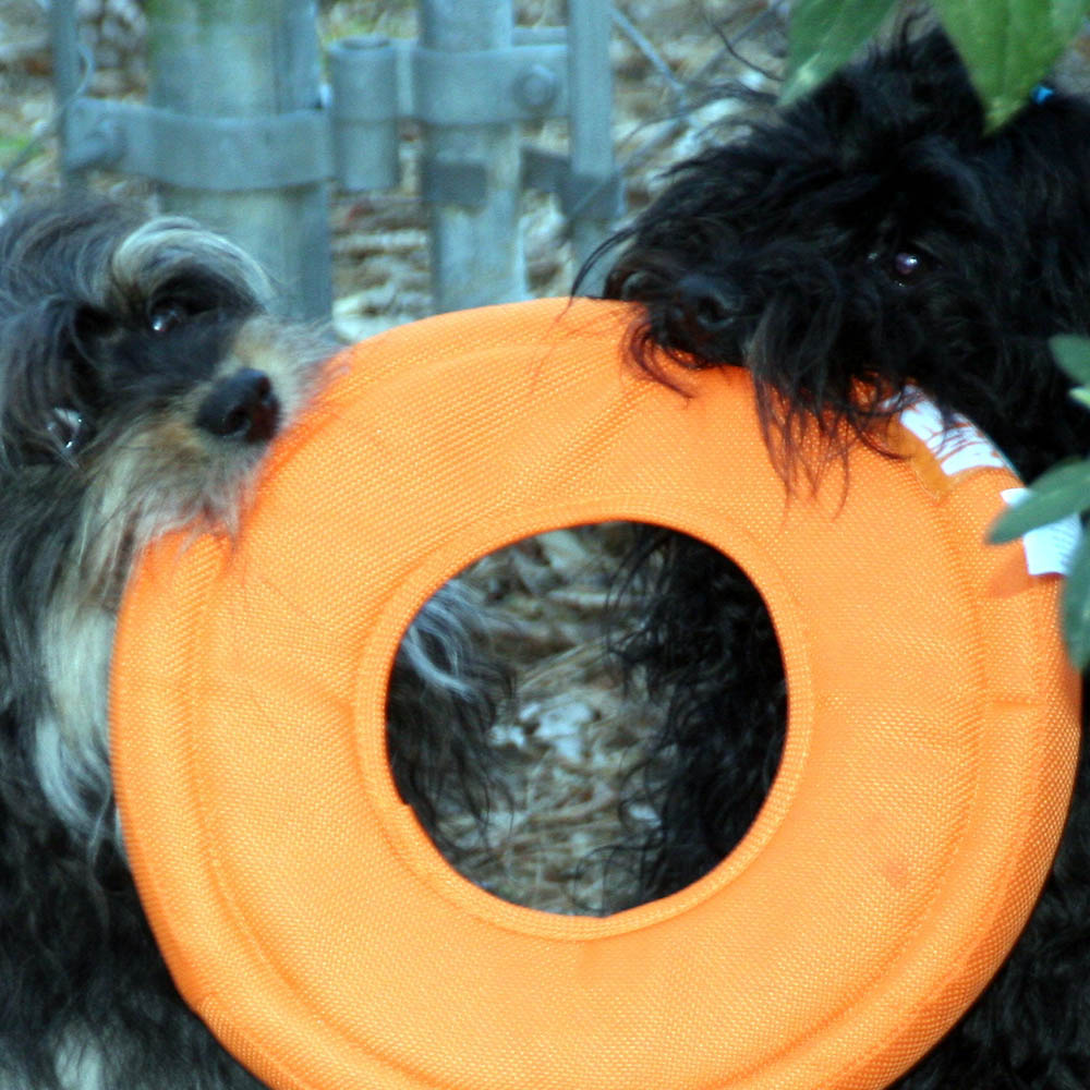 red october russian bolonka cooper and slava