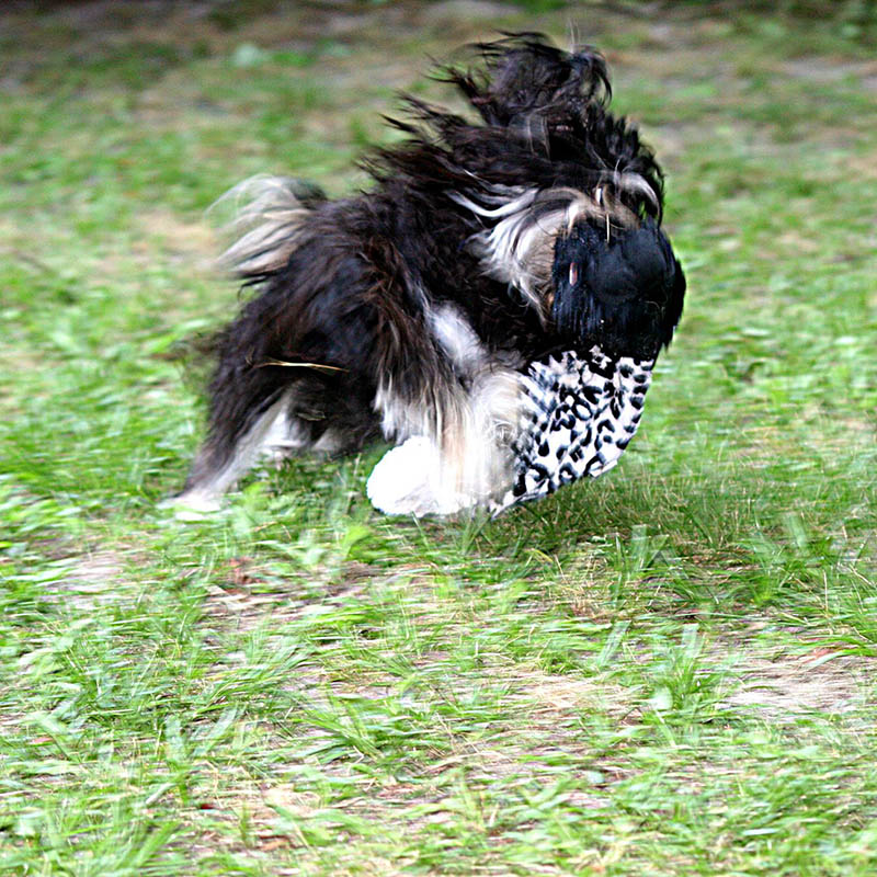 red october russian bolonka slava north carolina