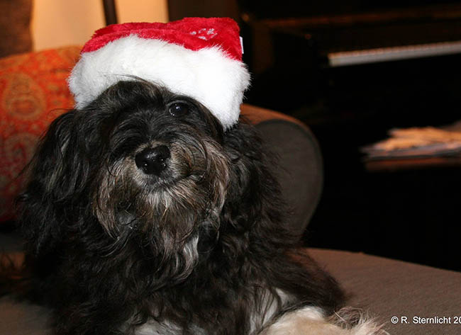 Red October Russian Bolonka slava in north carolina