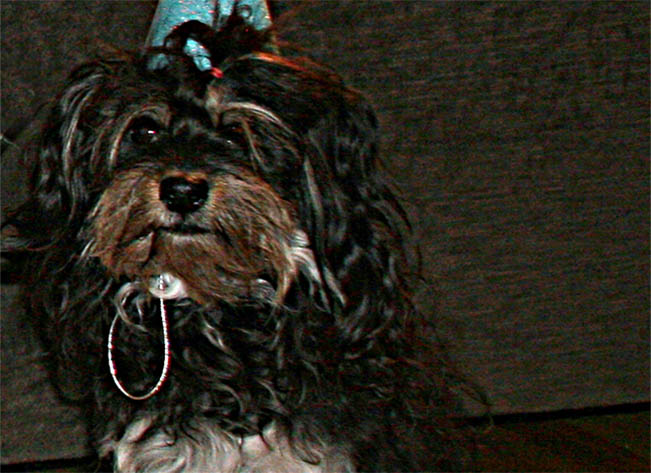 Red October Russian Bolonka slava in north carolina