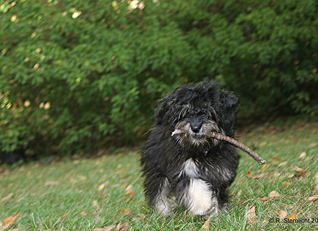 Red October Russian Bolonka slava in north carolina