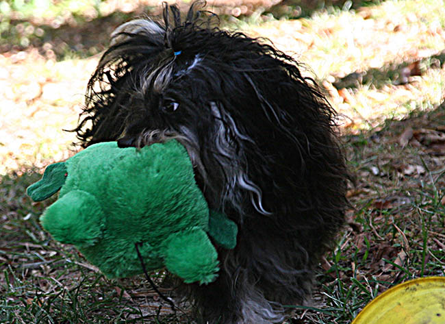 Red October Russian Bolonka slava in north carolina