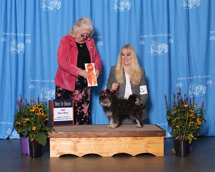 red October Russian Bolonka slava in north carolina