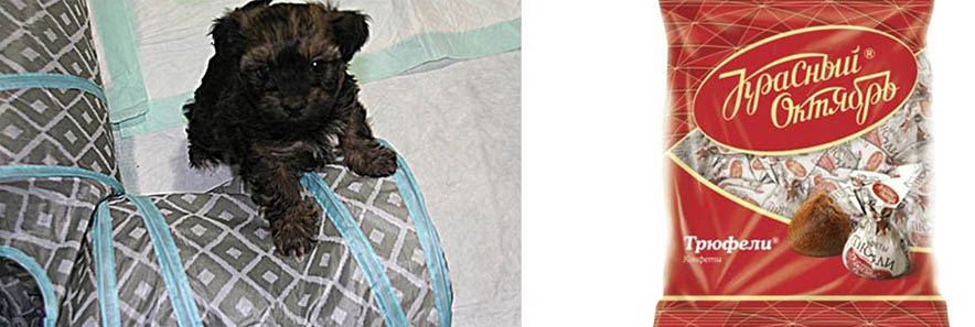 red october bolonkas puppy